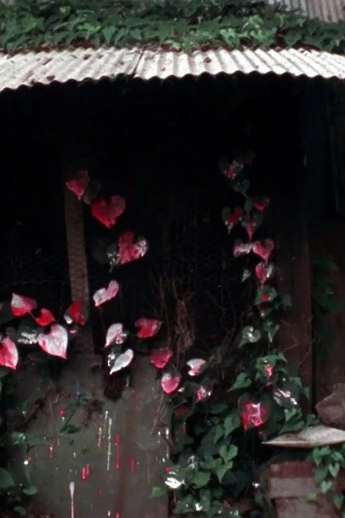 Shelter