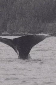 Whales