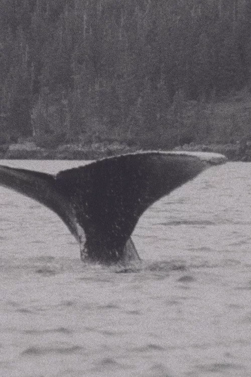 Whales