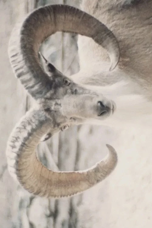 Paradies der Tiere
