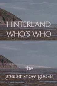 Hinterland Who's Who: The Greater Snow Goose