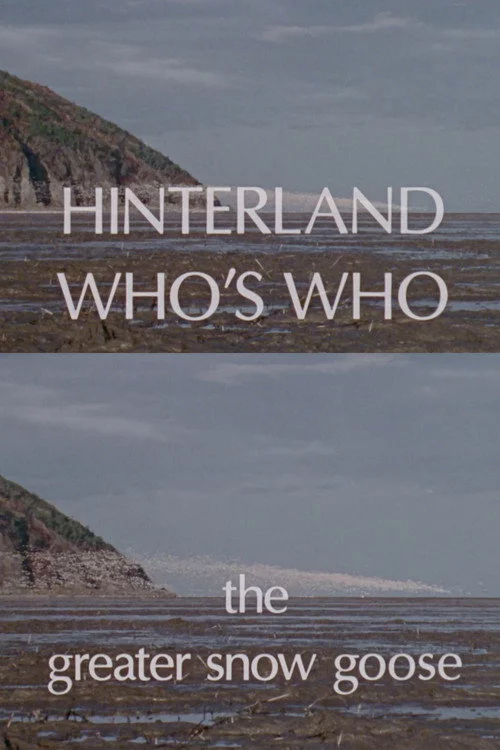 Hinterland Who's Who: The Greater Snow Goose