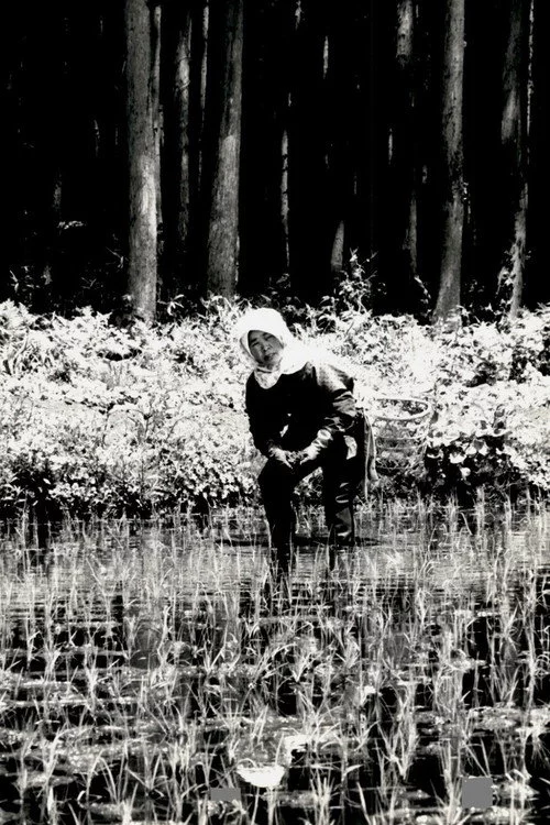 The Japanese Part 3: Farm Song