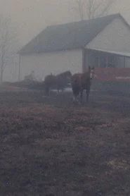 Horseflesh