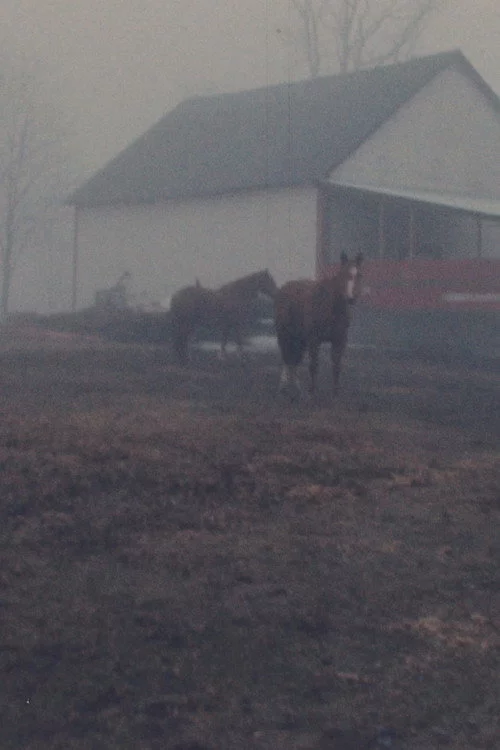 Horseflesh