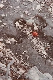 Corazón de Roca con Sangre