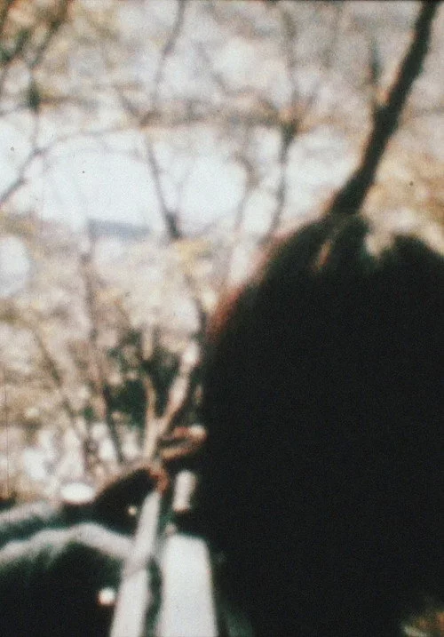 杖