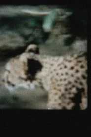猫の檻
