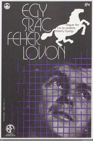 Egy srác fehér lovon