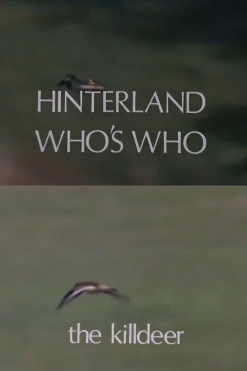 Hinterland Who's Who: Killdeer