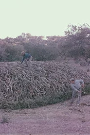 Encinares