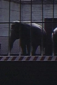 Elephants: Fragments in an Argument