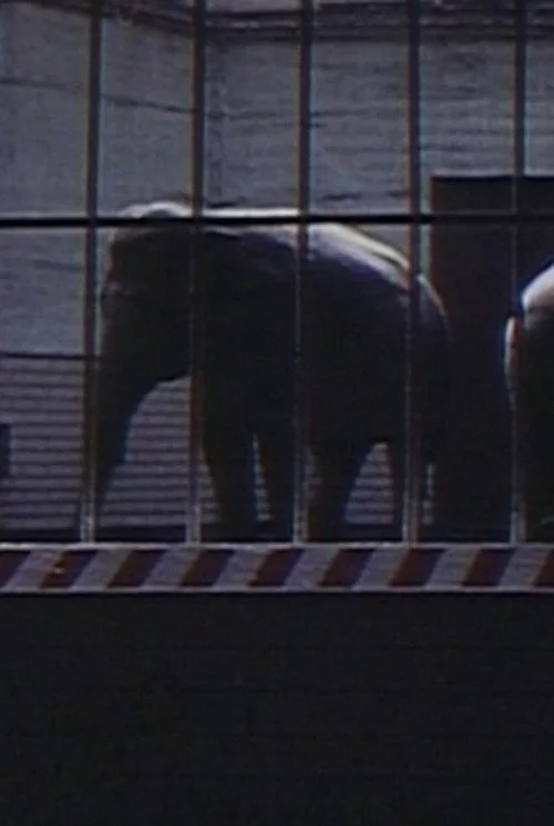 Elephants: Fragments in an Argument