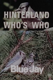 Hinterland Who's Who: Blue Jay