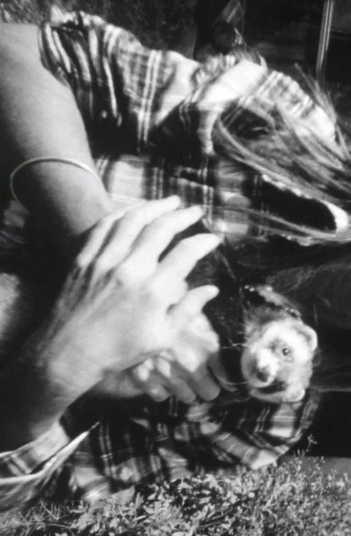 Ferrett Film