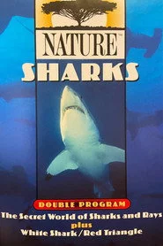 White Shark/Red Triangle