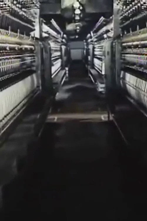 太陽の糸