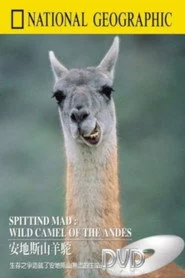 Spitting Mad: Wild Camels of the Andes