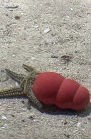 Atlantaquaria