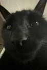 Bagherra The Cat