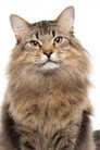Tonic the Cat