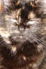 Gojira Cat
