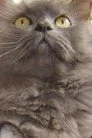 Monstro Cat