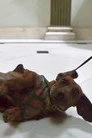 Dog (uncredited)